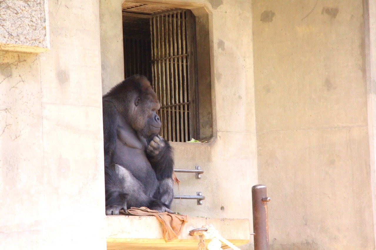 東山動物園に行ってきました